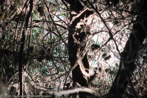 Web Encased Branches